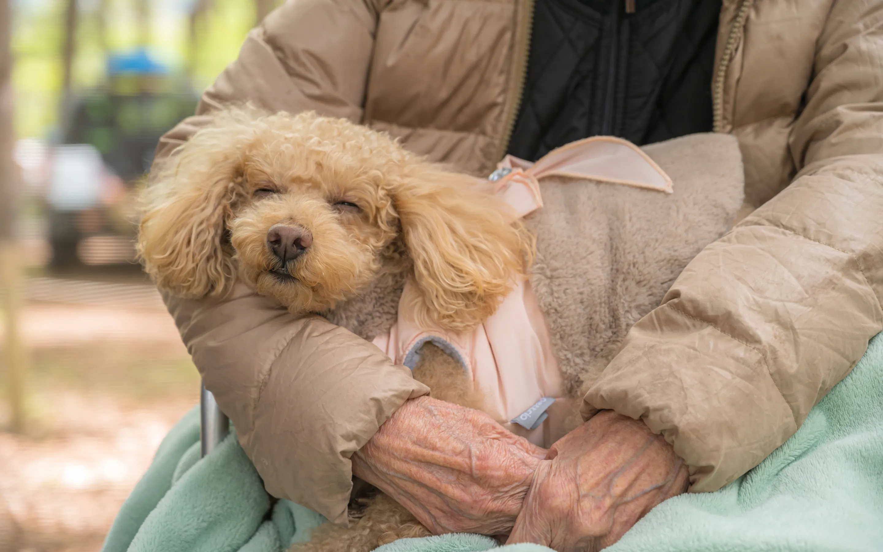 わんこと楽しむキャンプの様子
