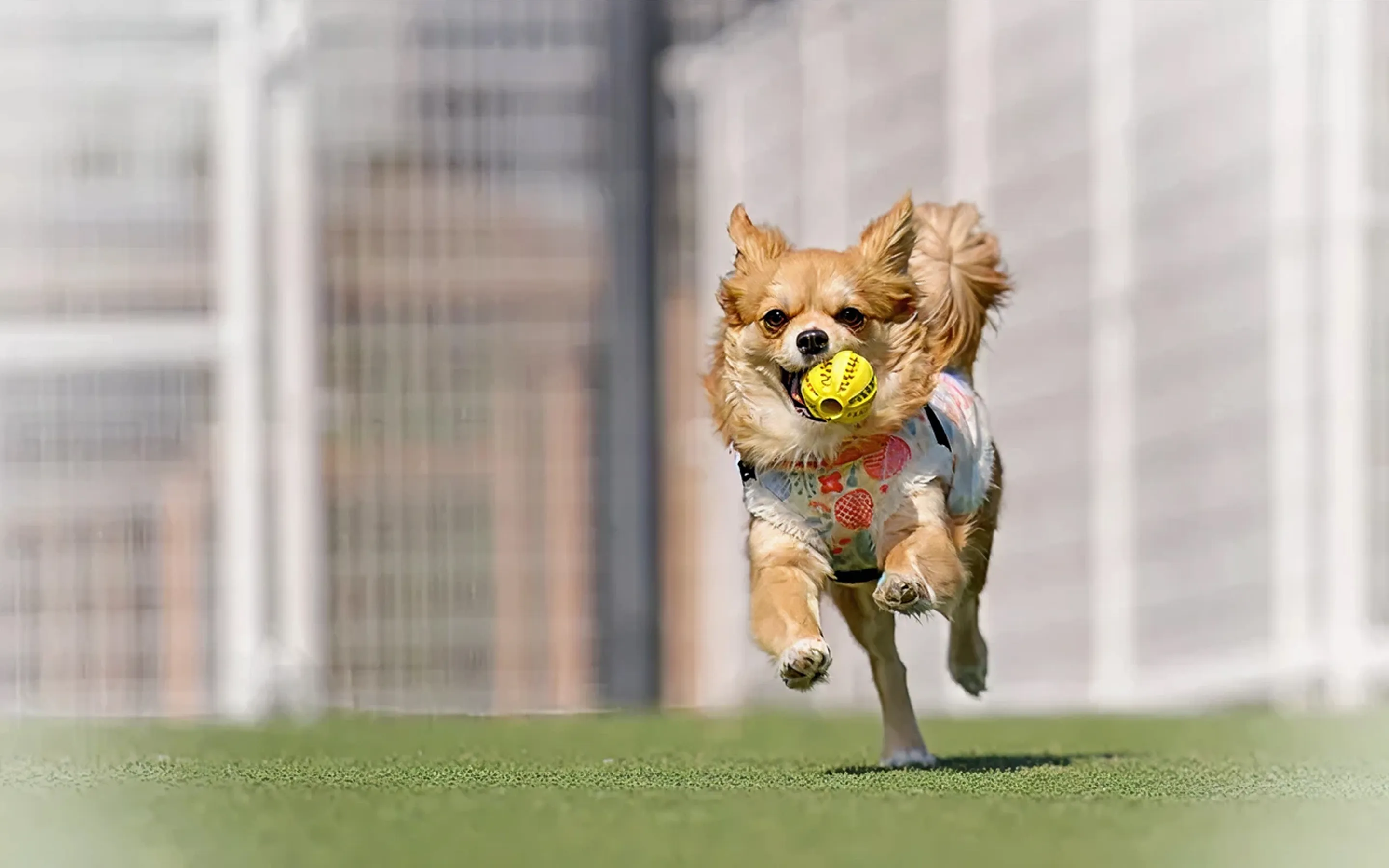 キャンプ場で遊ぶ犬
