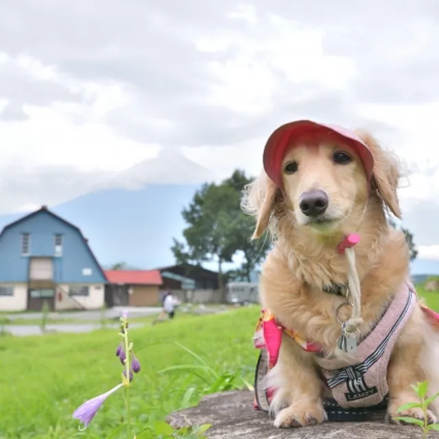 芝生の上に座っている犬