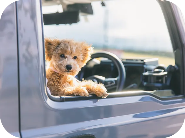 車の窓から顔を出す犬