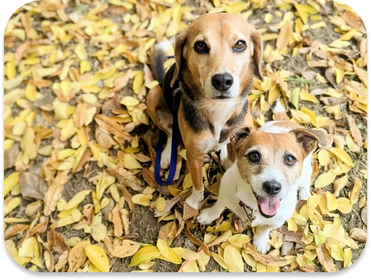 落ち葉の上で並ぶ犬たち