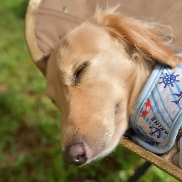 寝ている犬