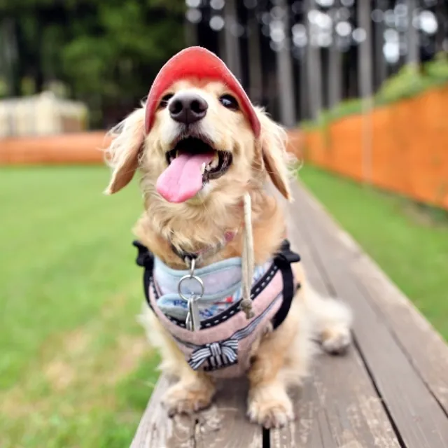 犬