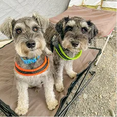 2匹の犬